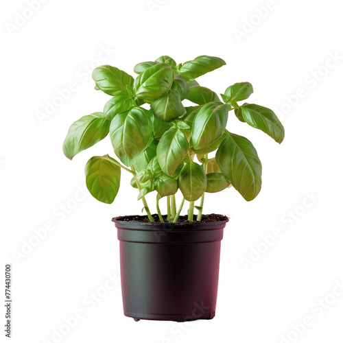 A small plant growing in a pot