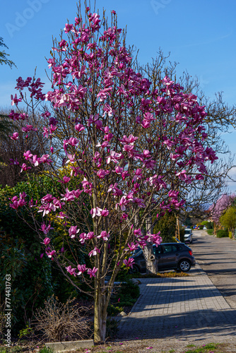 Beautiful pink magnolia tree blossom, Blooming magnolia tree in springtime garden