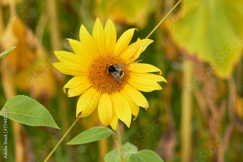 Beautiful sunflower flower blooming in a sunflower field. A bumblebee pollinates a blooming sunflower in a sunflower fieldYellow petals, green stems and leaves. Rural landscapes. Summer time.
 photo