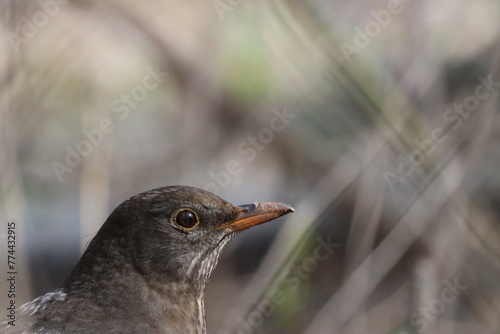 thrush photo