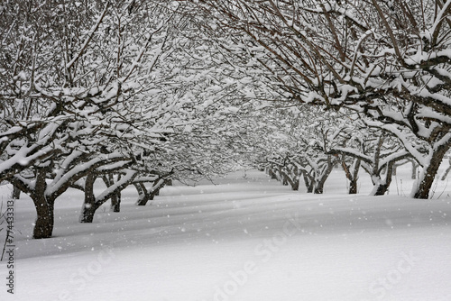 orchard during a snow storm