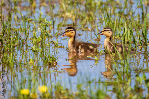 Two Mallard Ducklings Swimming and Looking