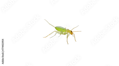 A mesmerizing green insect stands out against a stark white background