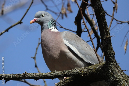 wood pigeon