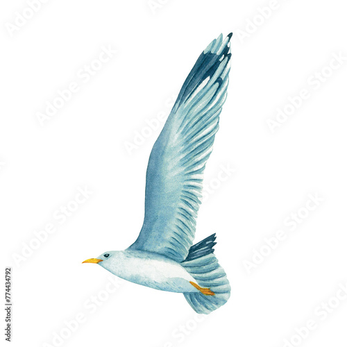 A flying in the sky seagull in watercolor isolated on white background. Hand drawn illustration on the theme of sea fishing. Children's, marine, tourist. For design, prints, patterns, postcards. photo