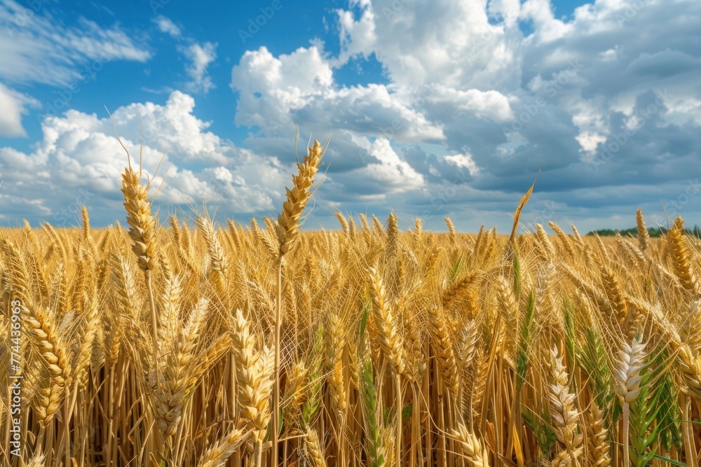 Abundant golden wheat field under a blue sky with white clouds on a sunny summer day Abundant golden wheat field under a blue sky with white clouds on a sunny summer day