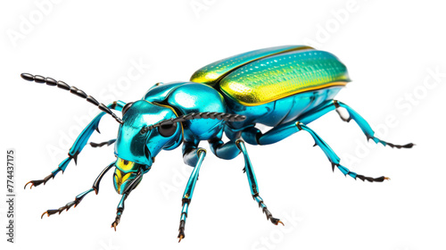 A vibrant blue beetle perched on a stark white background