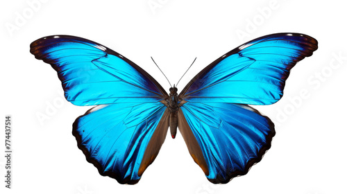 A vibrant blue butterfly gracefully flutters through the air © momina