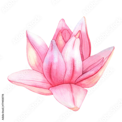 Buds Pink Lotus. Watercolor botanical Illustration tropical Water Lily and green Leaves on isolated background. Hand Drawn Flowers for invitations  print and design