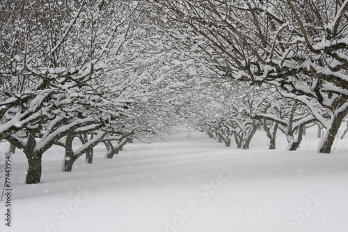 fruit trees during a blizzard