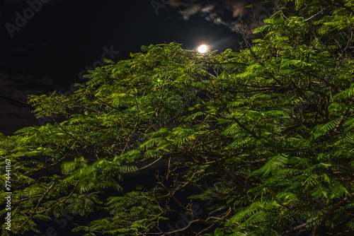 árvore e lua à noite no distrito de Conselheiro Mata, na cidade de Diamantina, Estado de Minas Gerais, Brasil photo
