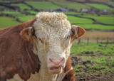 Close up headshot of a Hereford bull