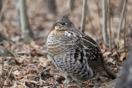 Ruffed grouse is resting in spring wood among trees.