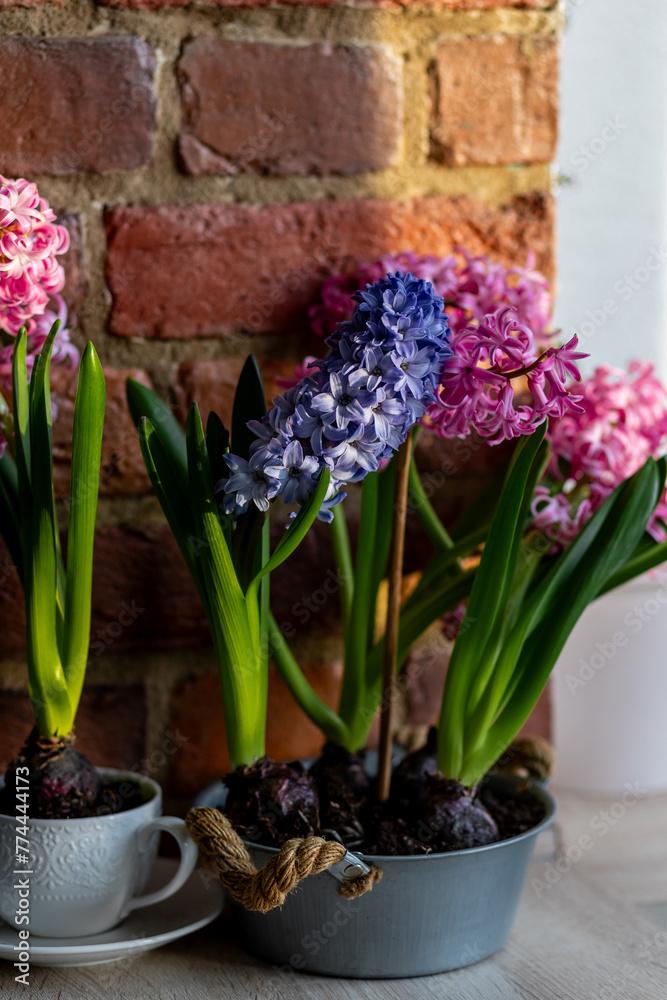 Spring floral home decor, cozy atmosphere. Bright fresh purple and pink bulbous hyacinth flowers on wooden windowsill. Springtime gardening concept. Sustainable lifestyle, earth day