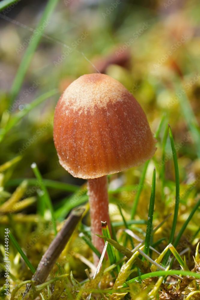 Closeup on a small brown conical to bell-shaped capped mushroom from the Galerine genus Closeup on a small brown conical to bell-shaped capped mushroom from the Galerine genus