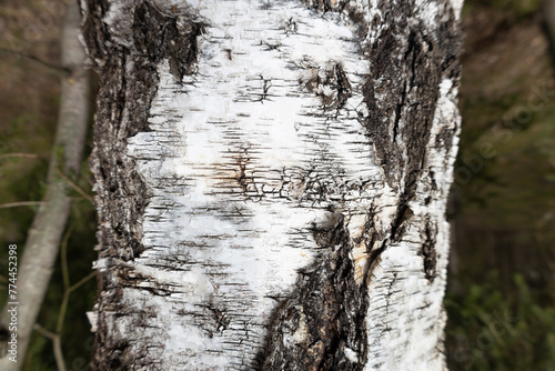Fototapeta Naklejka Na Ścianę i Meble -  Tapeta tło kora drzewa w lesie.
