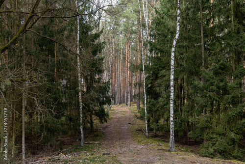 Droga leśna, las w Polsce, świerki, sosny, brzozy 
