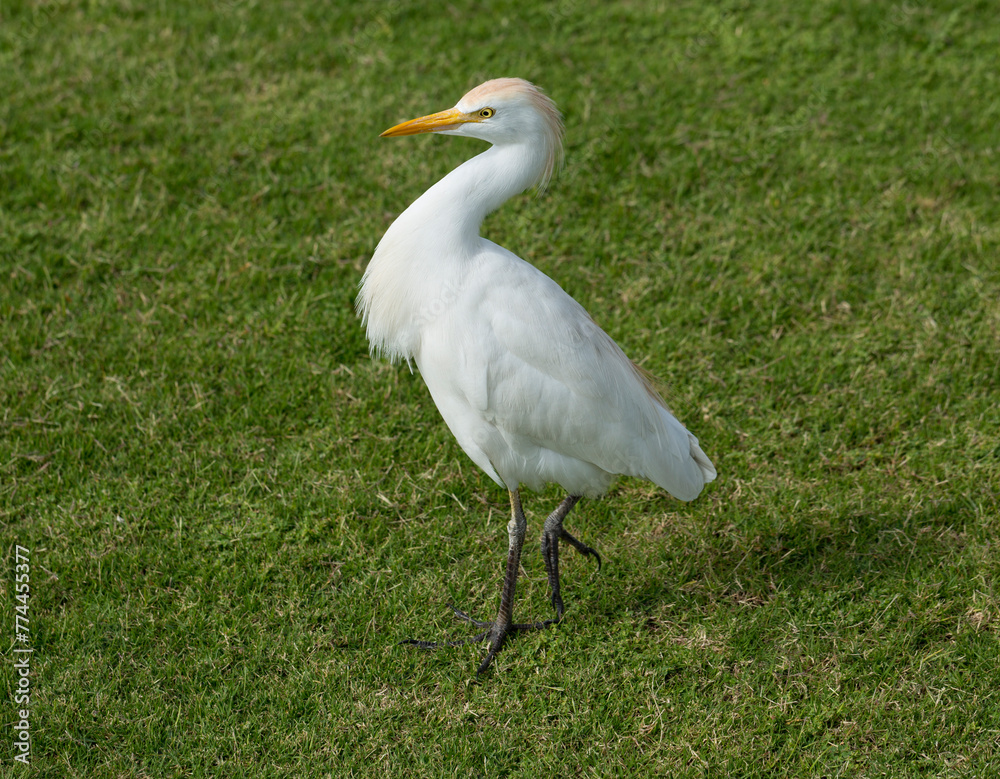 Little egret (Egretta garzetta). The white bird hunts fish in the red Sea. Little egret (Egretta garzetta). The white bird hunts fish in the red Sea.