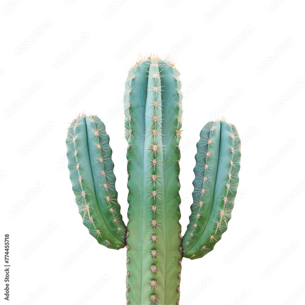 Naklejka premium A cactus plant against a transparent Background