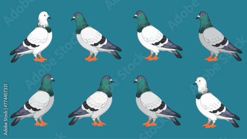 Collection of Bird Vectors on White Background