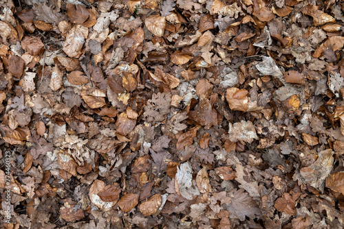 Fototapeta Naklejka Na Ścianę i Meble -  tapeta, tekstura, suche liście w lesie.