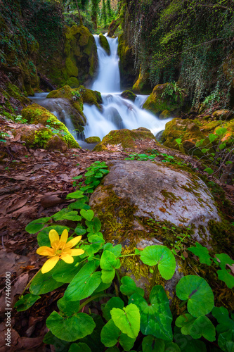 waterfall in the forest with a beautiful yellow flower in the foreground. photo