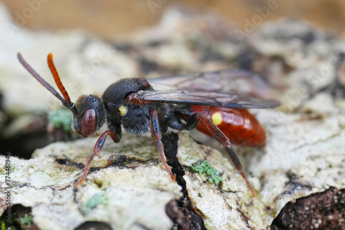 Closeup on a colorful female yellow-shouldered Nomad solitary bee, Nomada ferruginata