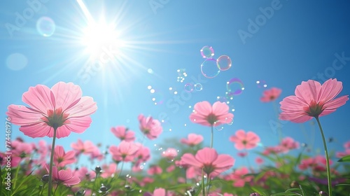 Field of Pink Cosmos with Delicate Bubbles Floating in the Air, Symbolizing Peace and Delicacy in Nature © Ross