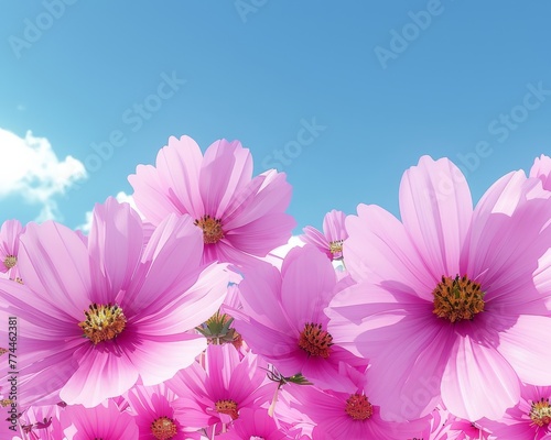 Vibrant Pink Cosmos Flowers Reaching Towards a Clear Blue Sky  Signifying the Height of Spring s Blossom