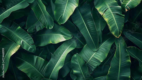 tropical banana leaf texture, large palm foliage nature dark green background,generative ai