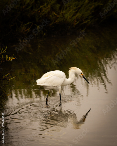 Early Morning Wetland Birds Enjoying the Water (ID: 774469559)
