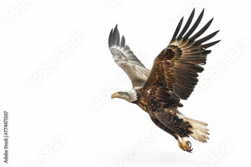 eagle in flight