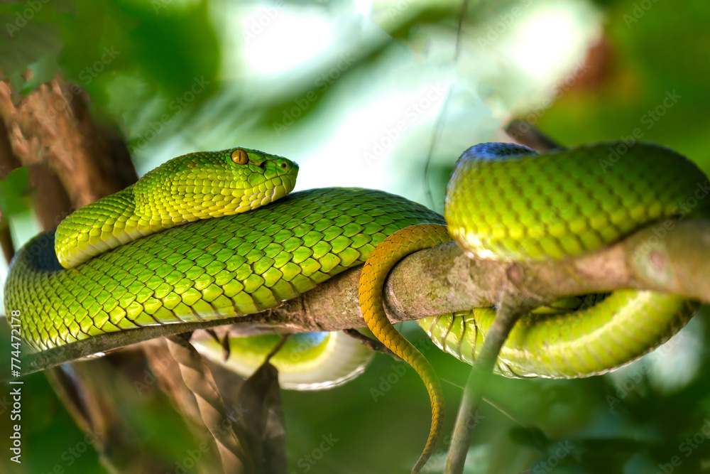 Red tailed pit viper sitting on a tree Red tailed pit viper sitting on a tree