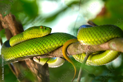 Red tailed pit viper sitting on a tree