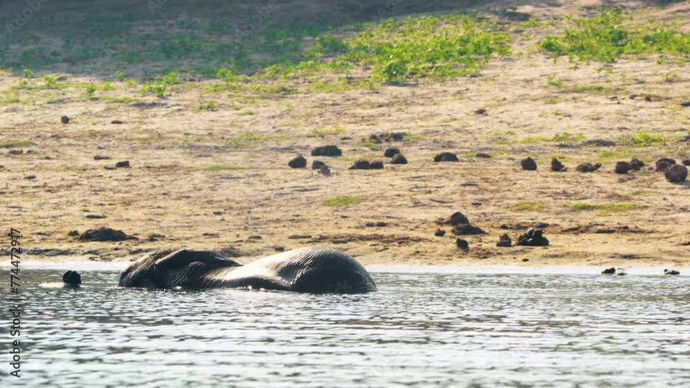 African Bush Elephant enjoys bathing in a river and splashing water on its body and lying down in river at Chobe National Park, Botswana, South Africa African Bush Elephant enjoys bathing in a river and splashing water on its body and lying down in river at Chobe National Park, Botswana, South Africa