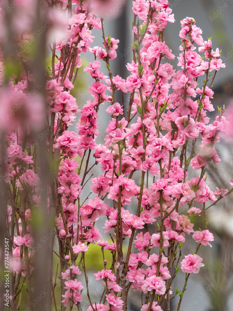 Obraz premium 鮮やかなピンク色の桜