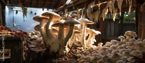 An assortment of different mushrooms growing in a pile among other varieties in a market setting photo