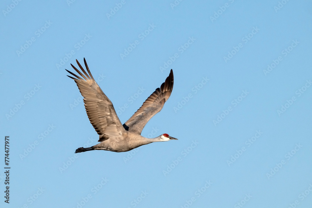Naklejka premium Sandhill crane (Grus canadensis) in flight; Crane Trust; Nebraska