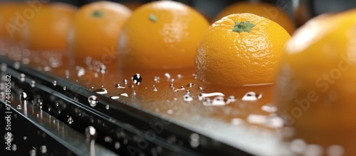close up orange citrus washing on conveyor belt at fruits automation water spray cleaning machine in production line of fruits manufacturing. photo