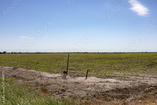 An agriculture field in Floresville Texas which is located in Wilson County, Texas in the San Antonio demographic area.   (ID: 774481751)