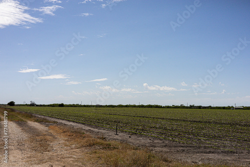 An agriculture field in Floresville Texas which is located in Wilson County, Texas in the San Antonio demographic area.   (ID: 774481799)