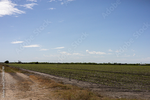 An agriculture field in Floresville Texas which is located in Wilson County, Texas in the San Antonio demographic area.   photo