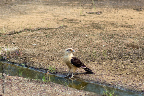 Red-necked hawk (Buteo rufescens) photo