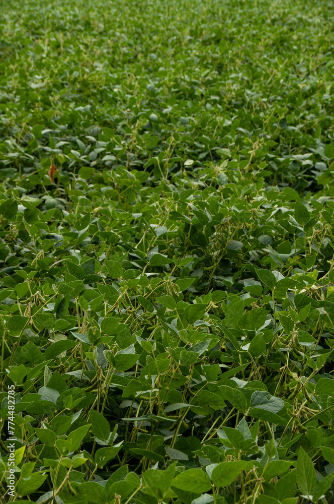 A soybean field in the summer A soybean field in the summer
