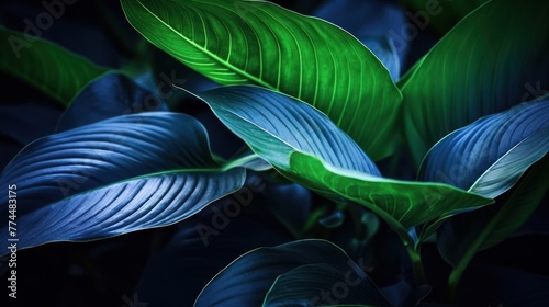 Close-up detail macro texture bright blue green leave tropical forest plant © dheograft