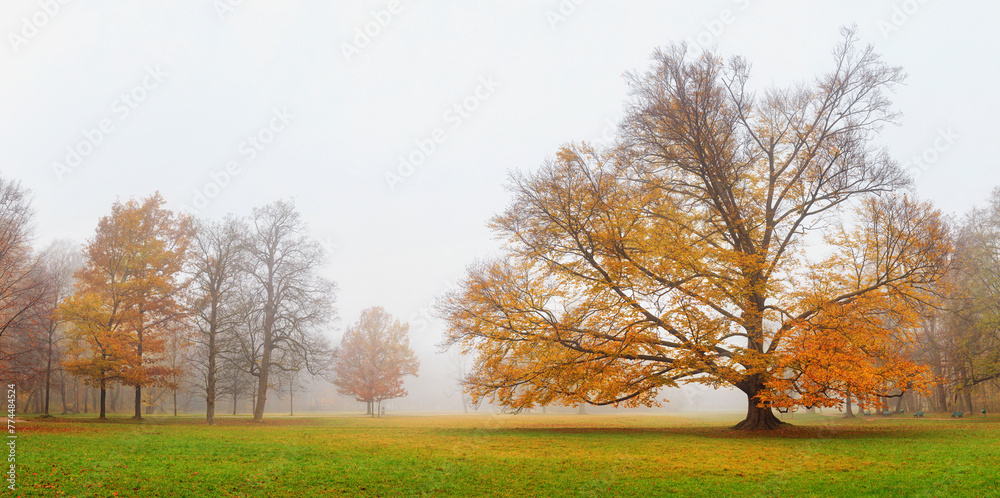 Fototapeta premium Autumn landscape - view of a foggy autumn park with paths and wooden benches in the early morning
