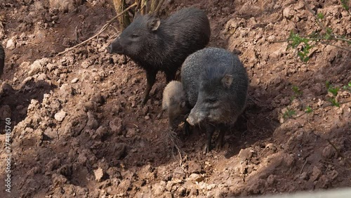 Close view of a peccary pigs family walking around in a muddy ground on a sunny day photo