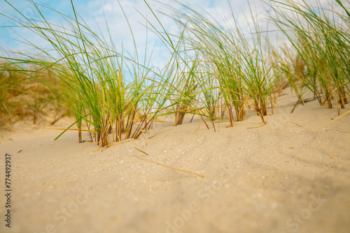  beach grass .Frisian islands beach plants.Beach summer background. Sea coast of the North Sea.Fer Island. 