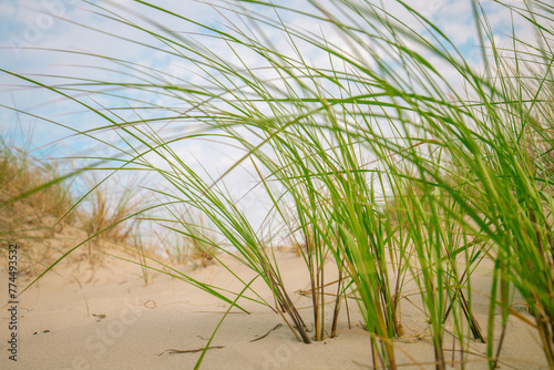 White sandy beaches and sandy grass of the North Sea in Germany.Beach summer background.Summer light mood. 
