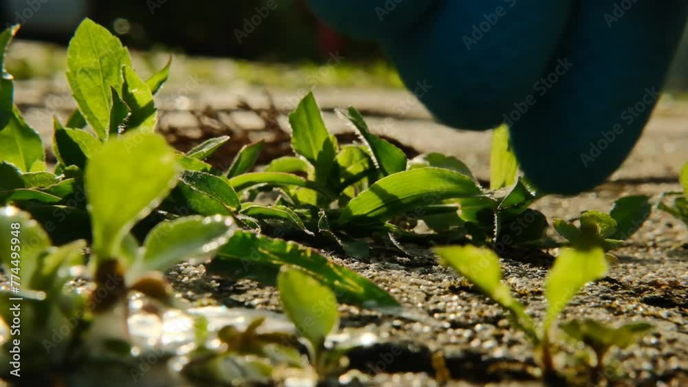 Weed Control Chemicals. Removing weeds from tiles and paving.Splashes